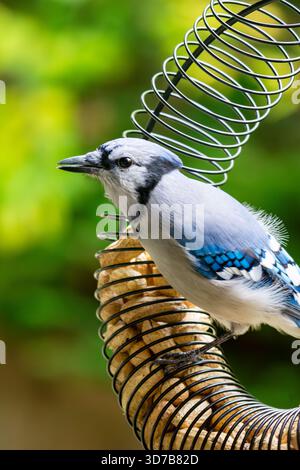 Blue Jay (Cyanocitta cristata) en plein profil perché sur une branche de pin avec des couleurs d'automne vibrantes et bokeh. Comté de Waukesha, Wisconsin, fin octobre. Banque D'Images