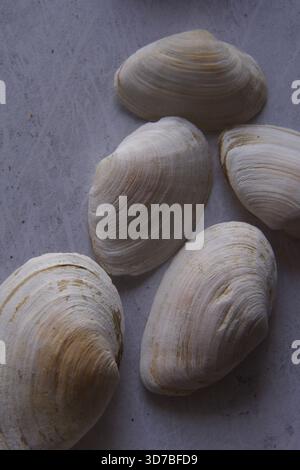 Quatre petits coquillages marins blancs disposés en diagonale sur un fond texturé bleu et turquoise ressemblant à de l'eau Banque D'Images