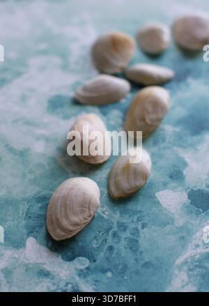 Quatre petits coquillages marins blancs disposés en diagonale sur un fond texturé bleu et turquoise ressemblant à de l'eau Banque D'Images