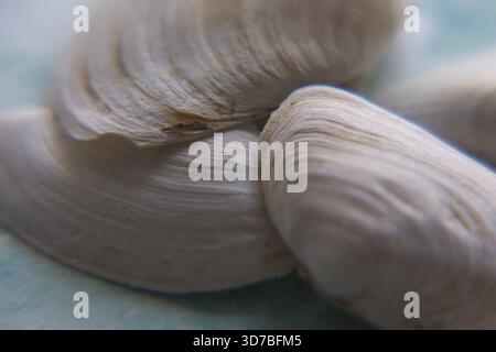 Quatre petits coquillages marins blancs disposés en diagonale sur un fond texturé bleu et turquoise ressemblant à de l'eau Banque D'Images