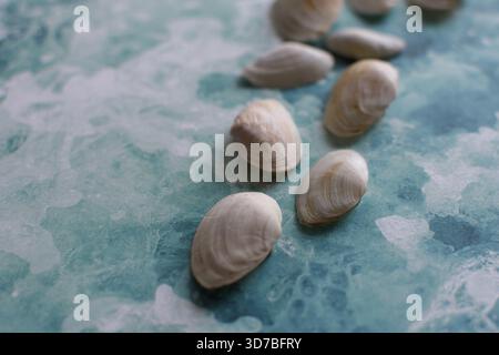 Quatre petits coquillages marins blancs disposés en diagonale sur un fond texturé bleu et turquoise ressemblant à de l'eau Banque D'Images