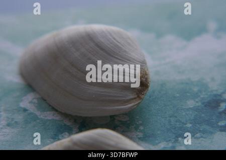 Quatre petits coquillages marins blancs disposés en diagonale sur un fond texturé bleu et turquoise ressemblant à de l'eau Banque D'Images