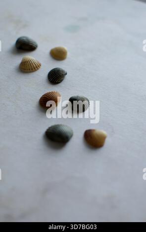 Quatre petits coquillages marins blancs disposés en diagonale sur un fond texturé bleu et turquoise ressemblant à de l'eau Banque D'Images