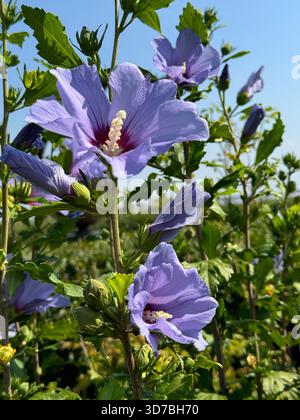 Fleurs violettes d'hibiscus dans le jardin Banque D'Images