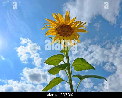 tournesol sur ciel bleu avec des nuages. Banque D'Images