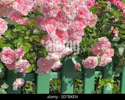 Fleurs roses rose grimpant dans le buisson dans le jardin Banque D'Images