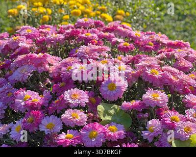 Belles fleurs roses chrysanthème dans le jardin Banque D'Images