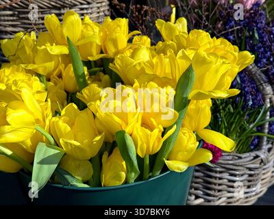 Bouquet de tuliipes jaunes dans le panier Banque D'Images