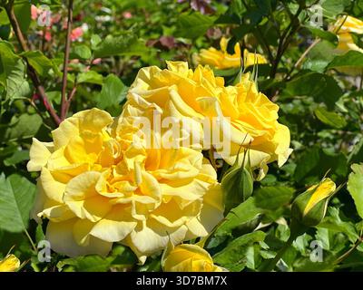 Roses jaunes fleurs floribunda buisson Banque D'Images
