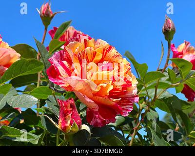 Belles fleurs de roses pétales rayées rouge orange sur ciel bleu Banque D'Images