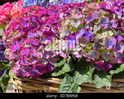 Belles fleurs d'hortensia pétales rose violet bleu Banque D'Images