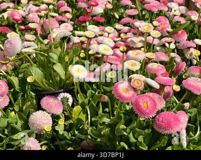 Fleurs marguerite rose blanc fleuri Banque D'Images