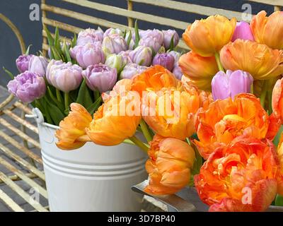 Tulipes fleurs orange vif jaune rose couleurs violettes sur vieux banc dans le jardin Banque D'Images