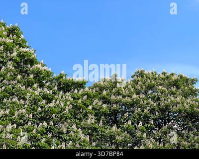 Châtaigniers blancs à fleurs dans le parc de printemps Banque D'Images