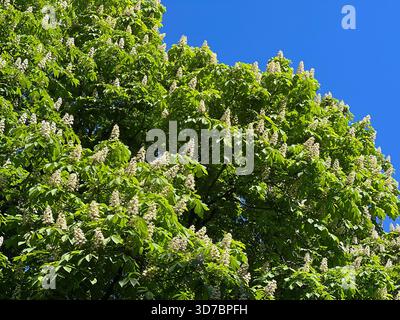 Printemps cheval châtaignier arbre fleurs blanches bougies contre ciel bleu Banque D'Images