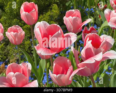 Tulipes roses dans le parterre de fleurs du jardin. Banque D'Images
