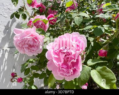 Roses roses fleurs grimpant buisson contre mur blanc Banque D'Images