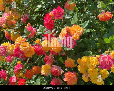 Fleurs de roses fleurissent rouge rose jaune orange abondance dans le jardin de roses Banque D'Images
