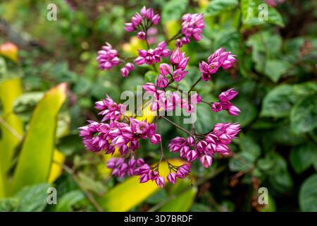 Gros plan d'une vigne de corail de couleurs vives fleurs roses au jardin botanique tropical national à Kauai Hawaii, États-Unis Banque D'Images