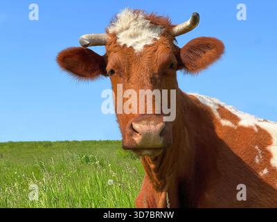 Brown cow in field Banque D'Images