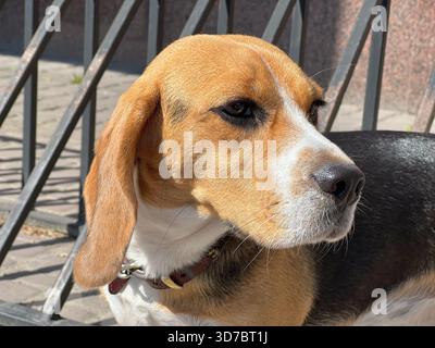 Adorable chien beagle regardant loin Banque D'Images