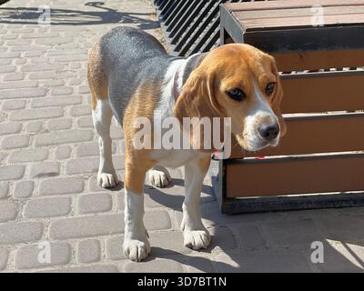 Chiot chien Beagle attendant son propriétaire Banque D'Images