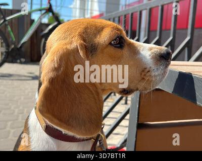 Chien Beagle chiot attendant le propriétaire Banque D'Images