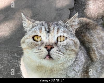 Chat adorable animal de compagnie regardant dans la caméra Banque D'Images