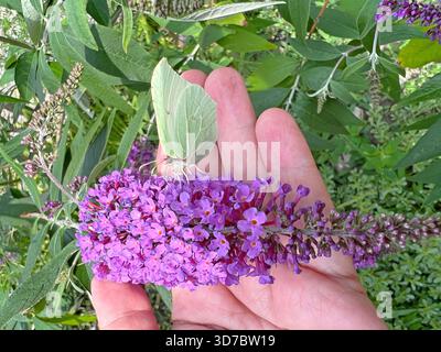 Pollen jaune papillons flypquant de fleurs violettes de Bouddleia Butterfly Bush dans le jardin. Banque D'Images