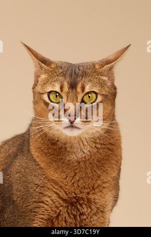 Chat abyssinien regarde vers l'avant avec de larges yeux. Visage remplit le cadre montrant la texture et l'expression de la fourrure. Banque D'Images