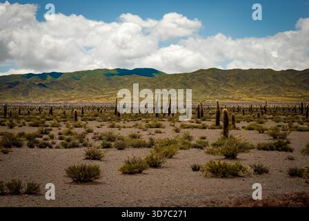 Vaste plaine désertique remplie de grands cactus sous un ciel lumineux, avec des montagnes vertes s'élevant en arrière-plan. Paysage naturel du nord de l'Argentine. Banque D'Images