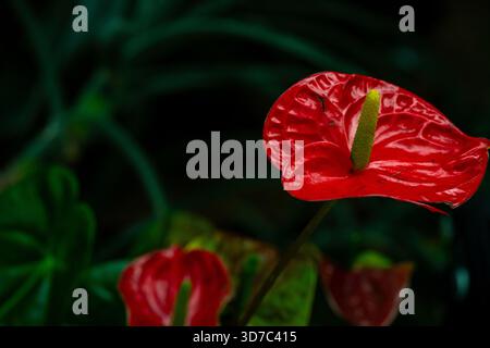 Gros plan d'une fleur d'Anthurium colorée avec des feuilles vertes. Une photographie détaillée en gros plan d'une fleur d'Anthurium, mettant en valeur son rose et son vert éclatant Banque D'Images