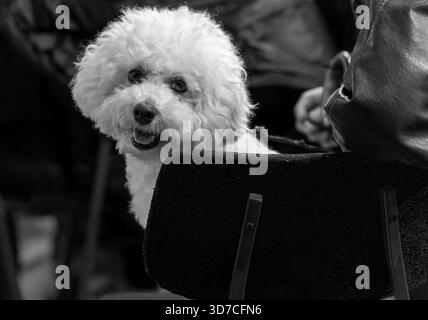 Coton Puff Puppy. Teintes monochromes. Banque D'Images