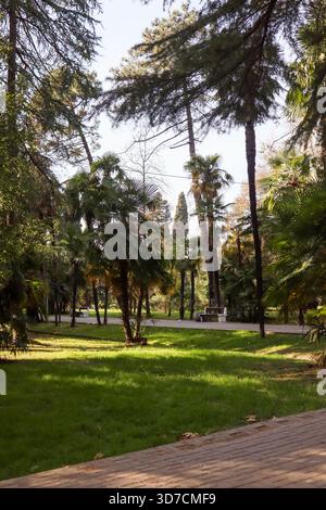 Scène de parc urbain serein avec un mélange de palmiers et de conifères, un banc simple sur une passerelle, de l'herbe verte vibrante et la lumière du soleil. Banque D'Images
