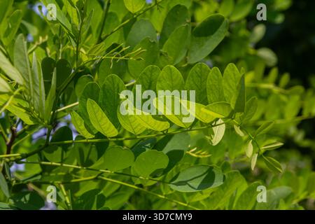 La lumière du soleil filtre à travers le feuillage vert luxuriant de Robinia pseudoacacia mettant en valeur les délicates fleurs blanches parfumées qui fleurissent au milieu de la vibrante lea Banque D'Images