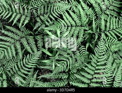 Les feuilles de fougères forment un motif luxuriant. Feuillage vert avec texture tropicale vibrante crée un fond botanique frais, la végétation naturelle de la jungle affiche clos Banque D'Images