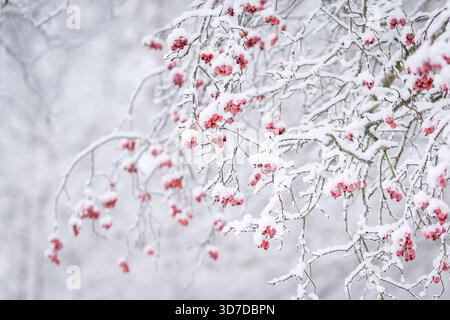 Baies rouges d'aubépine (Crataegus) sur un fond flou. Branche avec des baies rouges d'aubépine sur fond flou d'hiver. Hiver enneigé. Banque D'Images