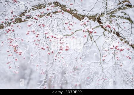 Baies rouges d'aubépine (Crataegus) sur un fond flou. Branche avec des baies rouges d'aubépine sur fond flou d'hiver. Hiver enneigé. Banque D'Images