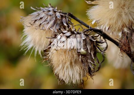 Chardon séché têtes de fleurs d'automne photographie de nature vue rapprochée Banque D'Images