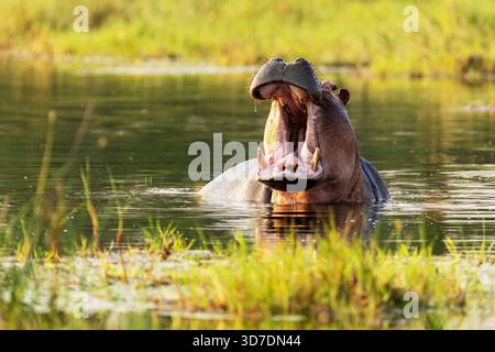 Gros plan d'un grand Hippo bâillant dans l'eau pendant une heure dorée à Khwai, Botswana Banque D'Images