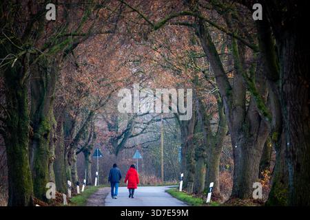 Demern, Allemagne. 25 novembre 2025. Les marcheurs sont en déplacement dans une avenue. Brumeux et avec des températures autour de deux degrés, le climat hivernal dans le nord de l'Allemagne montre son côté hostile. Crédit : Jens Büttner/dpa/Alamy Live News Banque D'Images