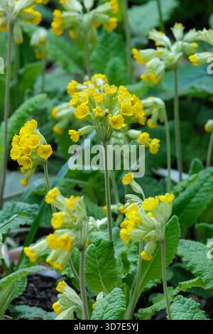 Primula veris, cowslip, cowslip commun, primevre cowslip, grappes jaunes, fleurs en forme de cloche entourées d'un long calice vert en forme de tube Banque D'Images