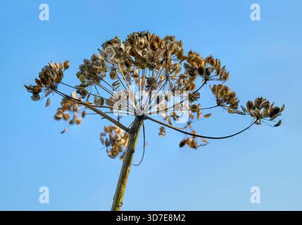 Tête de graine séchée d'une plante ombellifère en silhouette contre un ciel bleu clair sur les Somerset Levels, Angleterre, Royaume-Uni Banque D'Images