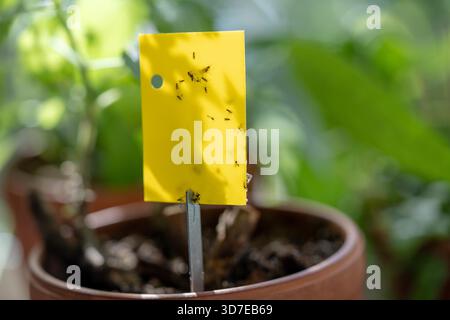 Mouffettes de champignon coincées sur un piège collant jaune en gros plan. Papier volant non toxique pour les insectes nuisibles Sciaridae autour des plantes d'intérieur à la maison. ECO Plant Pest Control intérieur. Banque D'Images