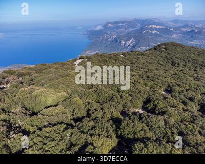Forêt de chênes indigènes de la chaîne de montagnes Tramuntana, forêt de Planícia, frontière entre les municipalités de Banyalbufar, Esporles et Puigpunyent. Majorque, Îles Baléares, Espagne Banque D'Images
