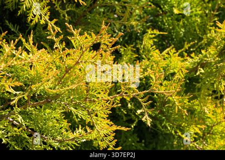 Thuja occidentalis 'Rheingold' American Arborvitae cèdre blanc de l'est cèdre blanc du Nord Banque D'Images