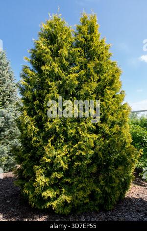 Arbre Arborvitae américain Thuja occidentalis 'Yellow Ribbon' Banque D'Images