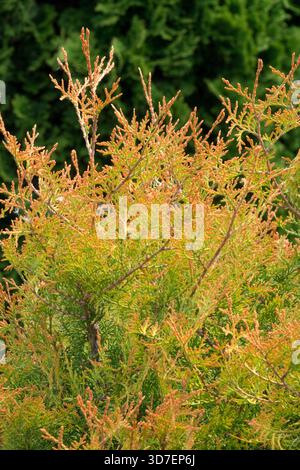 Thuja occidentalis 'Fire Chief' cèdre blanc du Nord cèdre blanc de l'est Arborvitae américain Banque D'Images