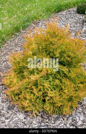 Thuja occidentalis 'Fire Chief' nain, arrondi, conifère en forme de dôme Banque D'Images