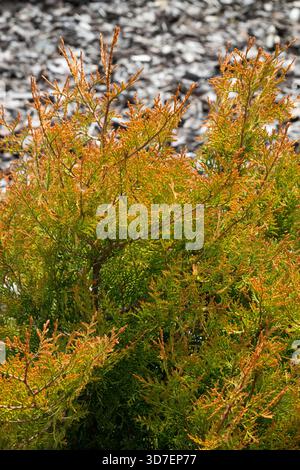 Thuja occidentalis 'chef du feu' cèdre blanc du Nord Banque D'Images